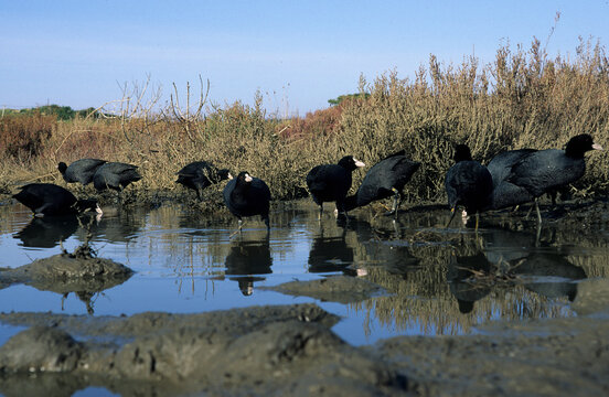 Folaga, Coot, foulque macroule, Blaesshuhn, (Fulica atra).  Stintino. Sardinia, Sardegna. Italy