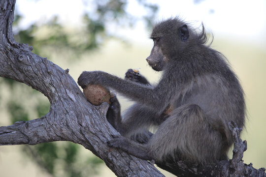 Large adult chacma baboon eating a sausage tree fruit while sitting on a high branch