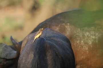 Obraz premium Yellow-billed oxpecker bird resting on a buffalo in the Kruger National Park