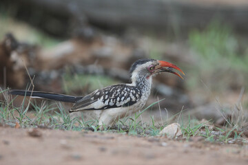 Red-billed oxpecker bird looking for food on the ground of the Kruger National Park © John