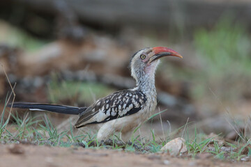 Red-billed oxpecker bird looking for food on the ground of the Kruger National Park © John