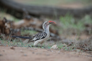 Red-billed oxpecker bird looking for food on the ground of the Kruger National Park © John
