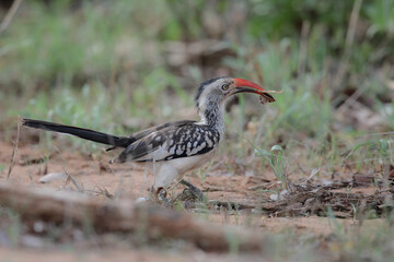 Red-billed oxpecker bird looking for food on the ground of the Kruger National Park © John