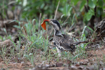 Red-billed oxpecker bird looking for food on the ground of the Kruger National Park © John