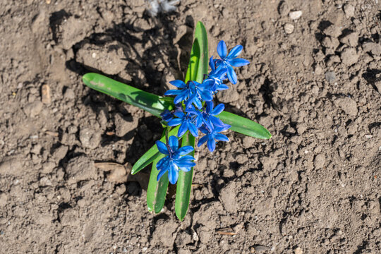 Family Asparagaceae" Images  Browse 15,760 Stock Photos, Vectors, and  Video | Adobe Stock