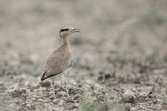 Shy Temminck's courser standing guard on an arid section of the Kruger National Park
