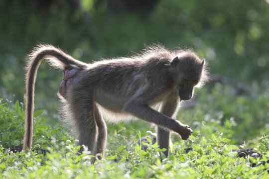 Chacma baboon looking for something to eat in glowing morning light