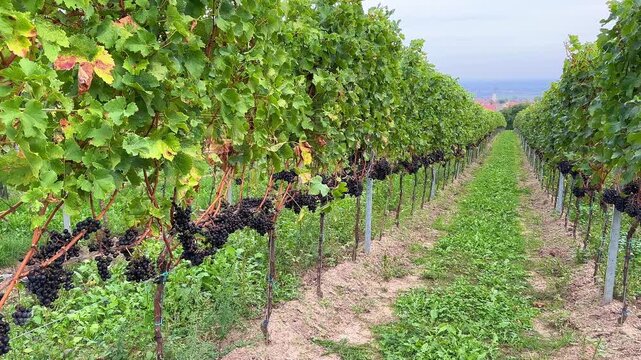 Ripe Black Riesling grapes (Pinot Meunier) hanging on a vine in a vineyard