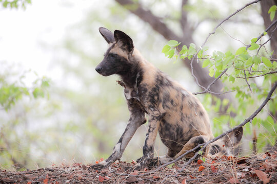 African wild dog resting on the ground in a Mopani tree forest of the Kruger National Park