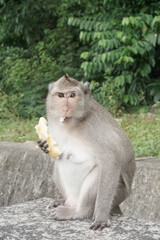 Naklejka premium Macaque Monkey Sitting on the Ground Eating