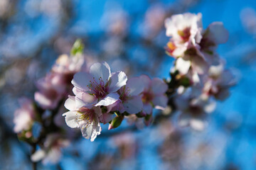 Kwitnące w lutym na Malcie drzewa 2026 © Krzysiek Cegiełka