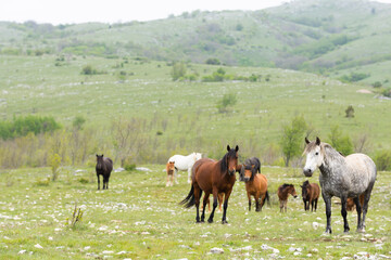 Obraz premium Herd of Bosnian horses enjoying on meadow at cloudy day