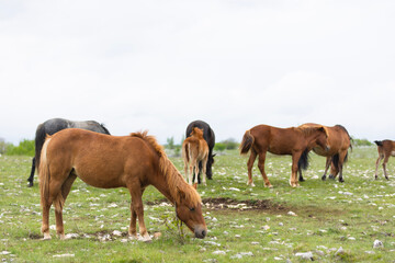 Obraz premium Herd of Bosnian horses enjoying on meadow at cloudy day