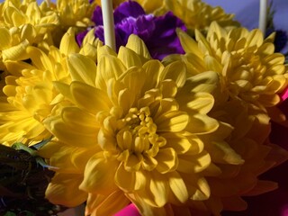 Fototapeta premium Cluster of radiant yellow chrysanthemums capturing warm evening ambiance