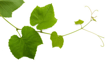 Fototapeta premium Fresh green grapevine branch with leaves and tendrils isolated on white background