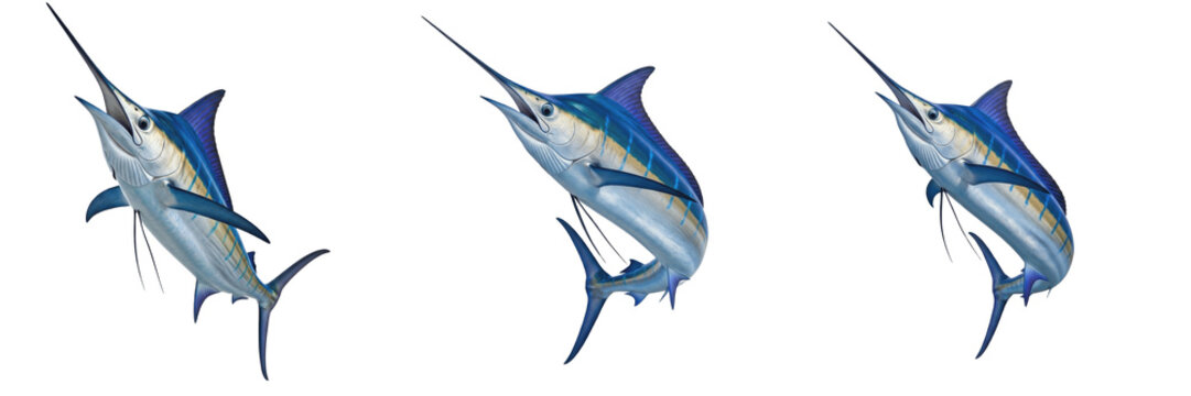 set of blue marlin sailfish swordfish jumping ocean sea animal wildlife transparent background png