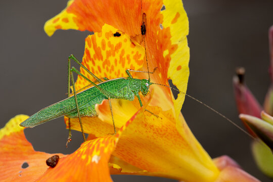 Katydid eating on the yellow orange colored Indian shot flower.