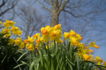 Obraz premium Daffodils to announce spring. Cheerful, happy image appealing to Easter and new life
