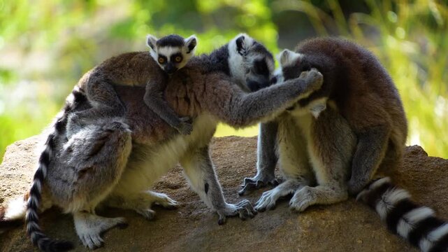 Close up of ring-tailed lemur monkeys sitting around on a rock and watching on a sunny summer day