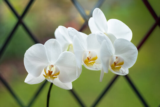 White orchid flowers. A window with dimond shape leading is behind them.