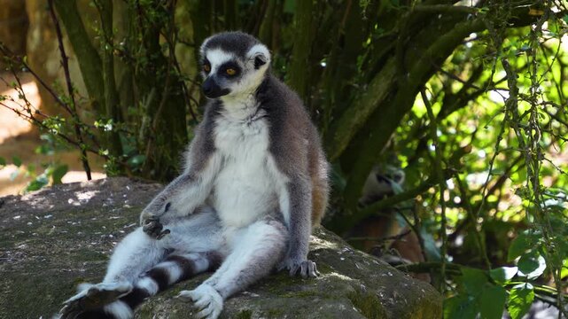 Close up of ring-tailed lemur monkeys sitting around on a rock and watching on a sunny summer day