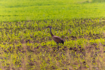 Fototapeta premium The sandhill crane (Antigone canadensis). Native American bird a species of large crane of North America 
