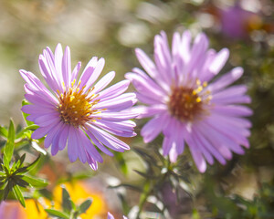 Obraz premium Two delicate violet autumn daisies with bright yellow centers illuminated by warm sun 