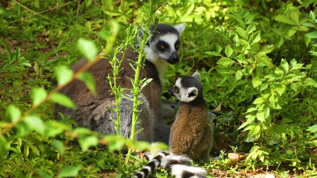 Close up of young ring-tailed lemur monkeys sitting around in high grass and eating on a sunny summer day