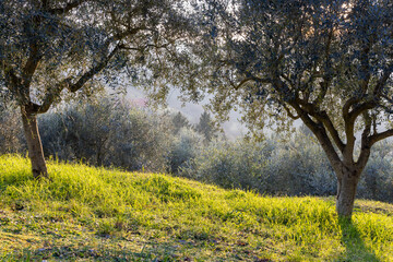 Fototapeta premium Olive grove with sunlight illuminating green grass