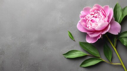 Fototapeta premium Lush pink bloom rests diagonally upon a textured gray surface with foliage