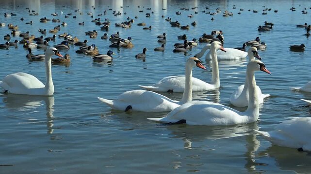 Swimming flock of mute swans (Cygnus olor), mallards (Anas platyrhynchos), and Eurasian coots (Fulica atra) in a lagoon during winter in the Black Sea