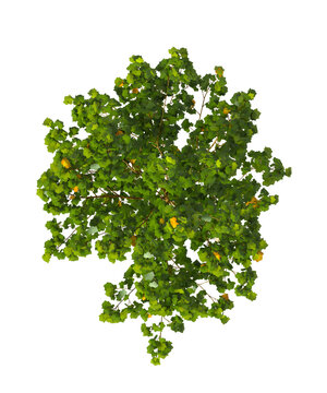 Single green small tree isolated on transparent background. Small plant isolated on transparent background. young plant or young tree isolated on white background. Small tree PNG. Small plant PNG.