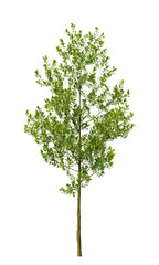 Obraz premium Single green small tree isolated on transparent background. Small plant isolated on transparent background. young plant or young tree isolated on white background. Small tree PNG. Small plant PNG.