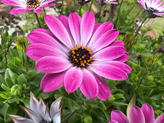 Obraz premium Fiore di margherita rosa spettacolare in dettaglio