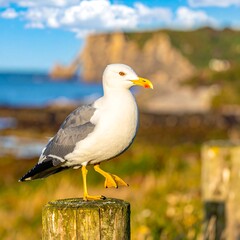 Fototapeta premium Seagull Perched on Wooden Post by the Coast.