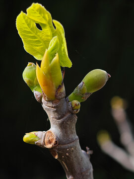 Primeros brotes de la higuera en primavera