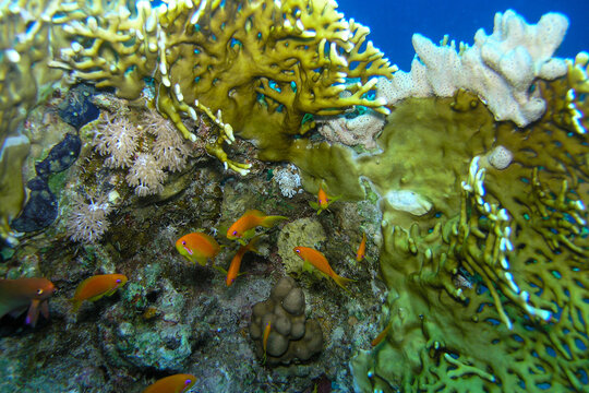 Colorful Anthias Reef Fish Swimming Over Tropical Coral Reef Ecosystem
