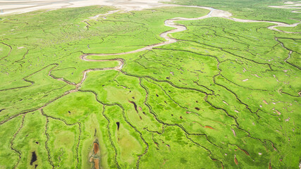 Aerial view of a vibrant green salt marsh with winding tidal creeks and pools © Pavel Babic