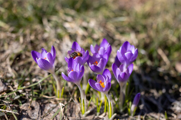 Crocuses and bees in spring