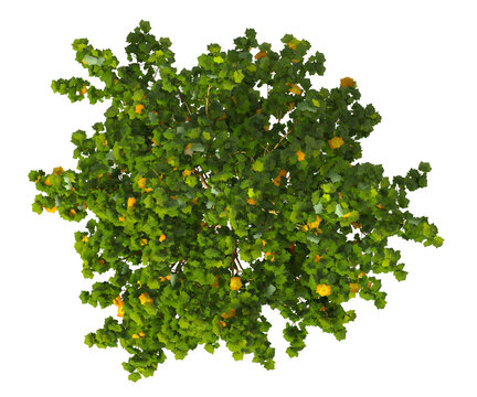 Single green small tree isolated on transparent background. Small plant isolated on transparent background. young plant or young tree isolated on white background. Small tree PNG. Small plant PNG.