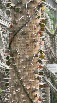 Alluaudia procera close-up. A tree from the island of Madagascar.