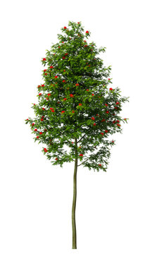 Small flowering plant isolated on transparent background. Single small flowering tree isolated on transparent background. isolated on white background. Small flower tree PNG. Small flower plant PNG.