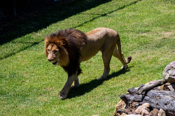 Obraz premium African Lion (Panthera Leo)