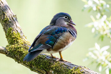Obraz premium Colorful female mandarin duck sitting on a moss covered tree limb