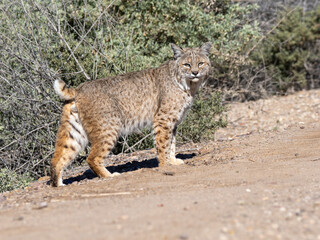 Obraz premium Bobcat walking in the Tucson desert
