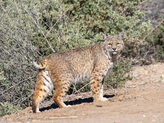 Fototapeta premium Bobcat walking in the Sonoran desert