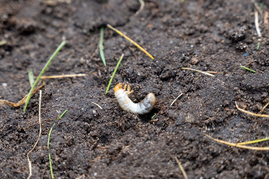 Underground pest grub beete white larvae cause problems and gamage with lawn eating grass roots