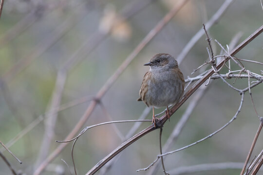 Side view of a Dunnock (Prunella modularis) bird showing its grey and brown streaked plumage.