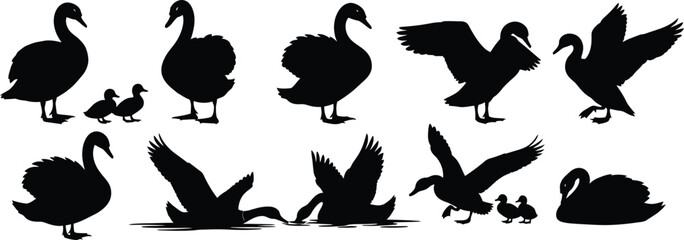 Silhouette illustration of swans in various poses © Shuvro229