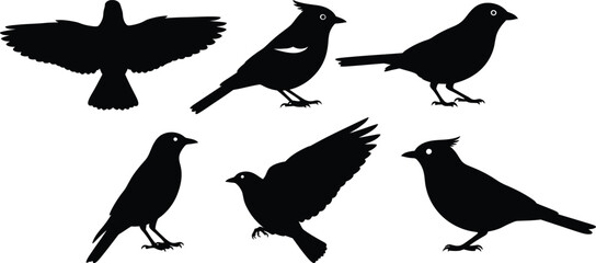 Obraz premium Silhouettes of six black birds in various poses